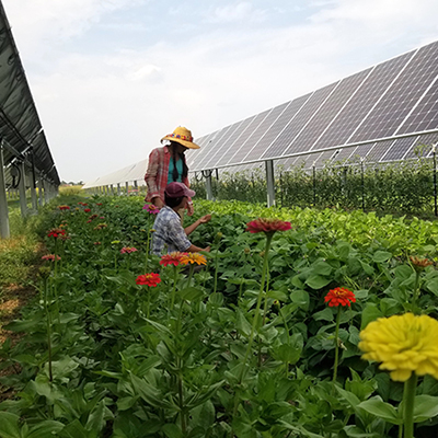 Agrivoltaics: Putting the farm back in solar farms